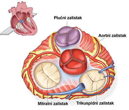 najnoviji tretman vijesti droga hipertenzije i koronarne arterije)